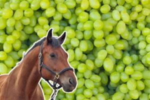 Can Horses Eat Grapes