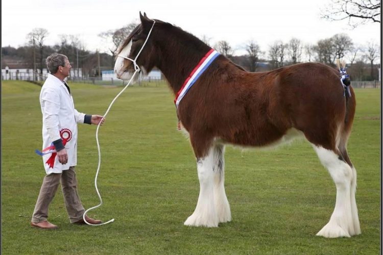 Belgian Draft Horse vs Clydesdale A Comparison of Two Majestic Equines