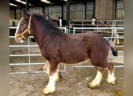 Belgian Draft Horse vs Clydesdale A Comparison of Two Majestic Equines