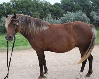 Flaxen Liver Chestnut Horse The Beauty of a Rare Color