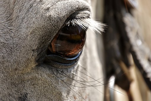 How Do You Know If a Horse Likes You?