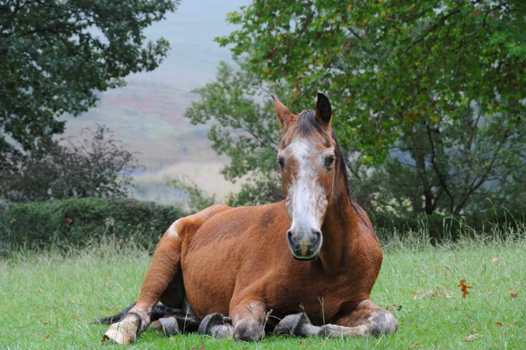 How Long Can a Horse Lay on its Side?