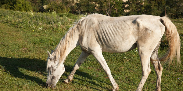 How Long Can a Horse Lay Down Before it Dies?