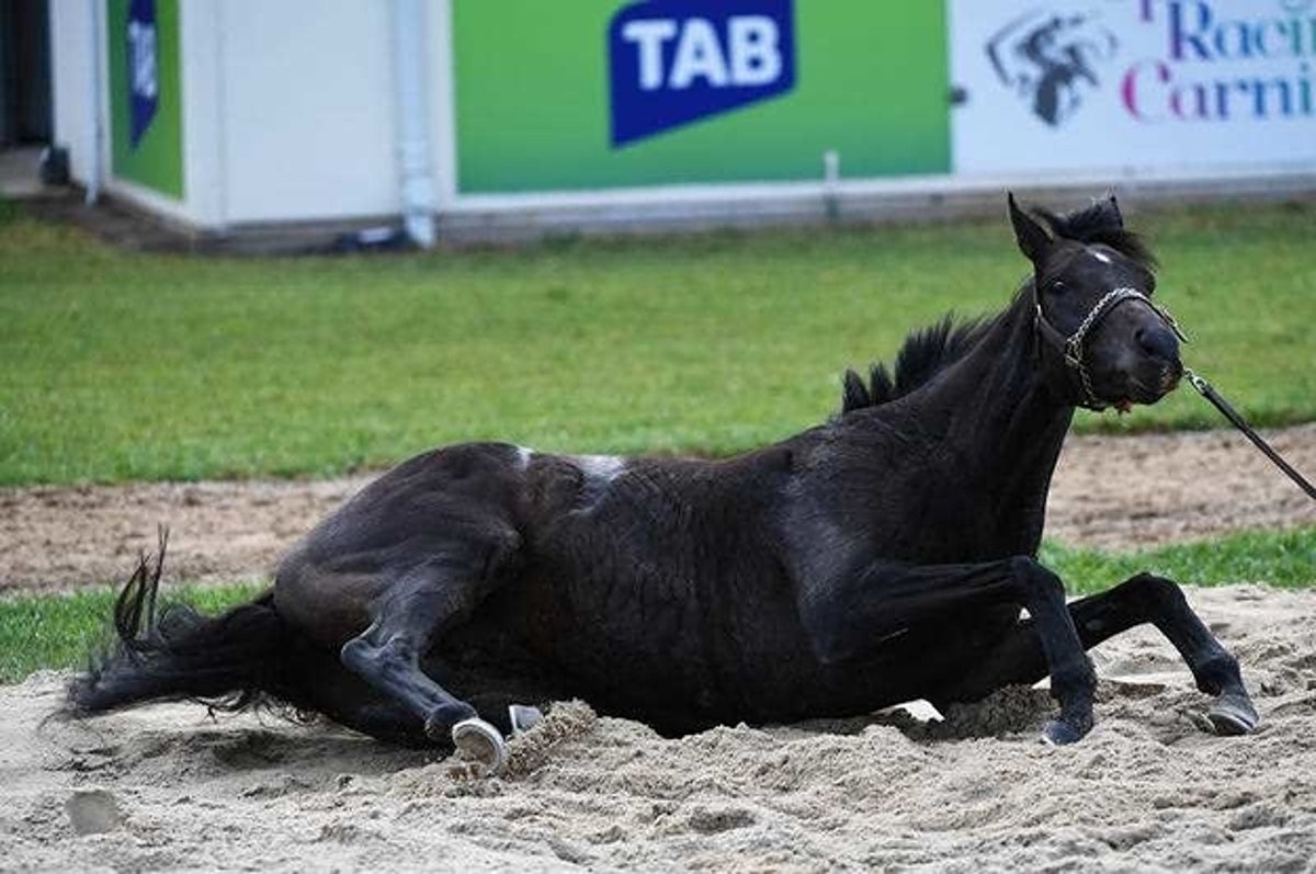 How Long Can a Horse Lay Down Before it Dies?