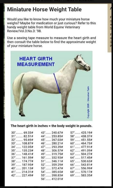 How Much Weight Can a Mini Horse Carry The Truth Revealed