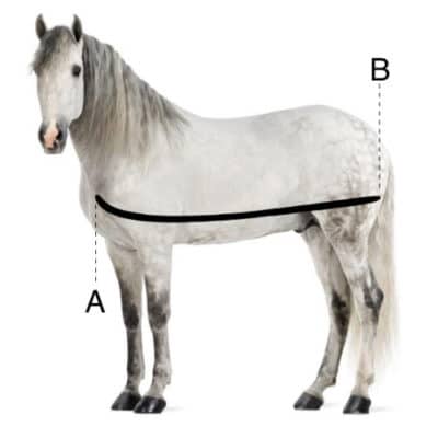 How to Measure a Horse for a Blanket A Comprehensive Guide