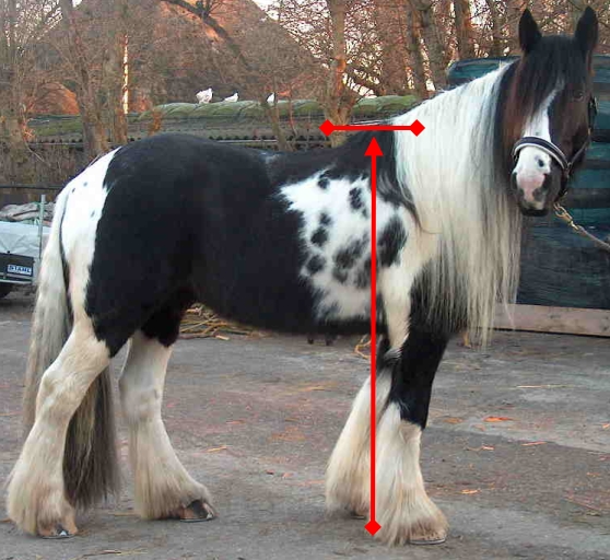 How to Measure Hands on a Horse A Comprehensive Guide