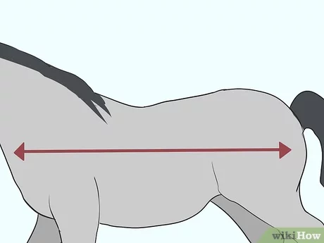 How to Measure Your Horse for a Blanket