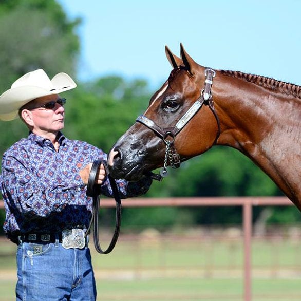 How to Put a Halter on a Horse A Step-by-Step Guide