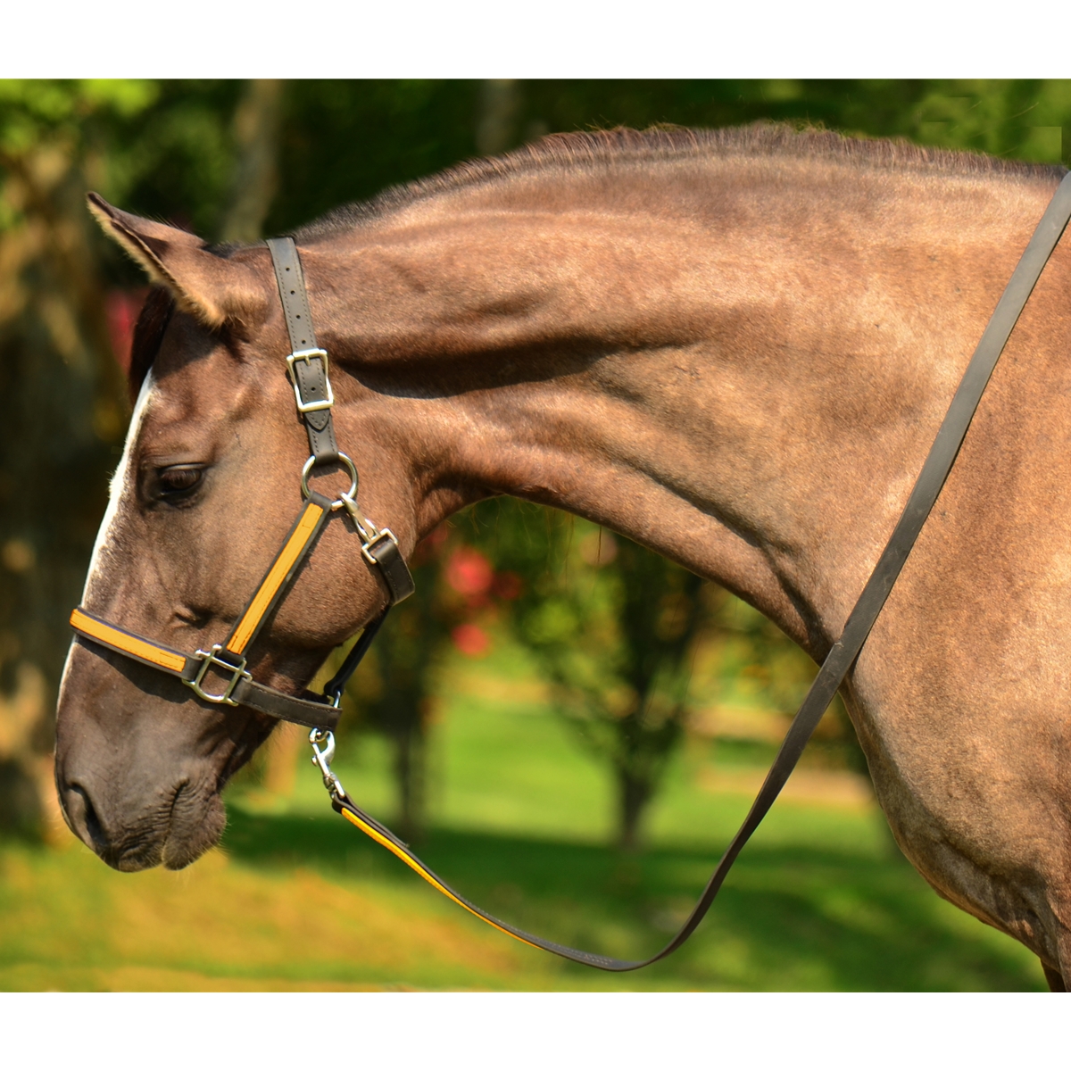 How to Put a Halter on a Horse A Step-by-Step Guide