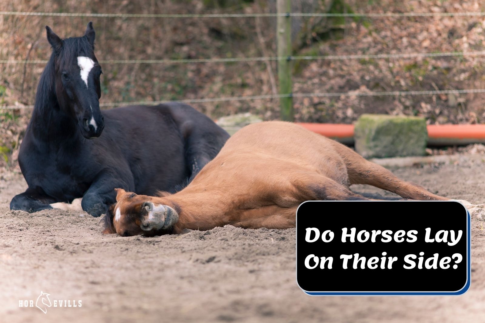 Is It Normal For a Horse to Lay Down?