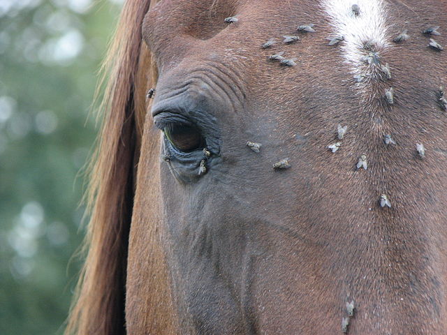 When Do Horse Flies Die Off Understanding Their Life Cycle and Seasonal Patterns