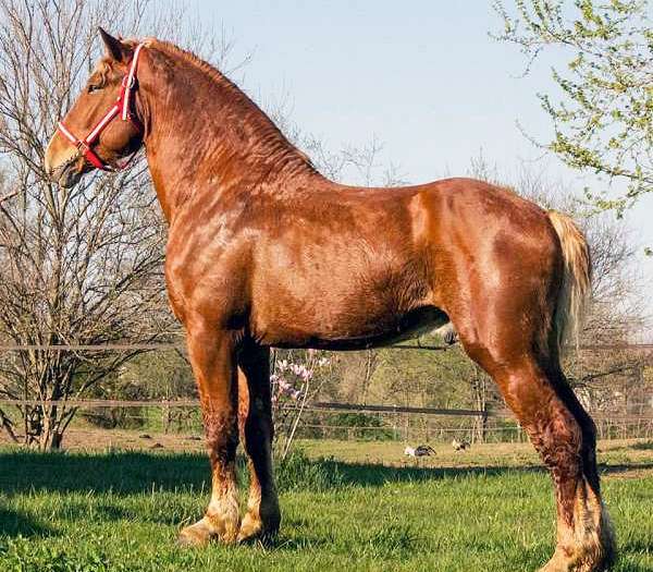 Discover the Majestic Beauty: Belgian Draft vs. Clydesdale Horse Colors and Markings Revealed