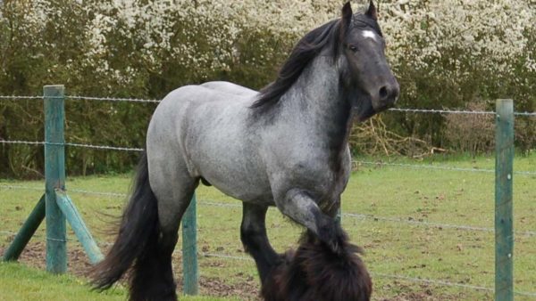Unveiling the Majestic Presence: Explore the Physical and Temperament Traits of Belgian Draft Horses