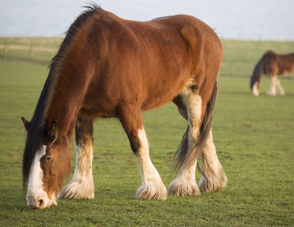 Comparing Giants: Dive into the Majestic Realm of Belgian Draft vs Clydesdale Horses – Unveiling Size and Weight Secrets