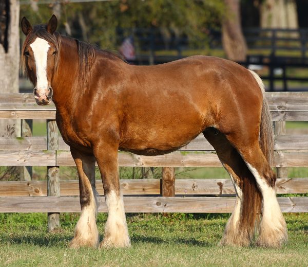 Unveiling the Majestic Clydesdale: A Deep Dive into Their Physical & Temperament Wonders