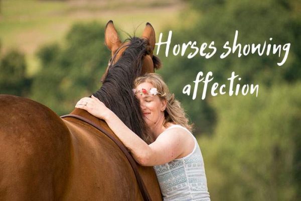 Unlock the Secrets: Discover the Different Ways Horses Show Affection and Feel the Love!