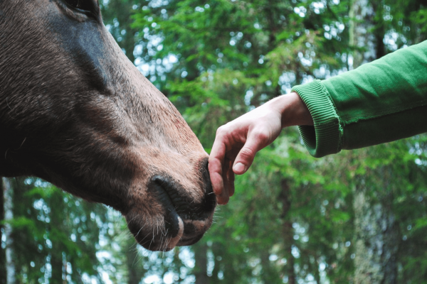 Unlock the Secrets: How to Show Affection to a Horse and Deepen Your Bond