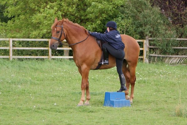 Mastering the Art of Mounting Horses from the Right Side: A Step-by-Step Guide to Equestrian Excellence